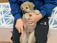 -瑞派·关忠动物医院·异宠专科·犬猫肿瘤·皮肤专科(望京店)