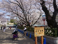 -名古屋城
