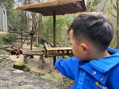 -都江堰中华大熊猫苑