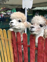 -萌宠亲子动物乐园(槐房万达店)