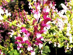 -墨尔本皇家植物园