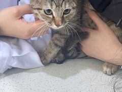 -萌兽医馆·宠物医院·猫骨科(创景店)