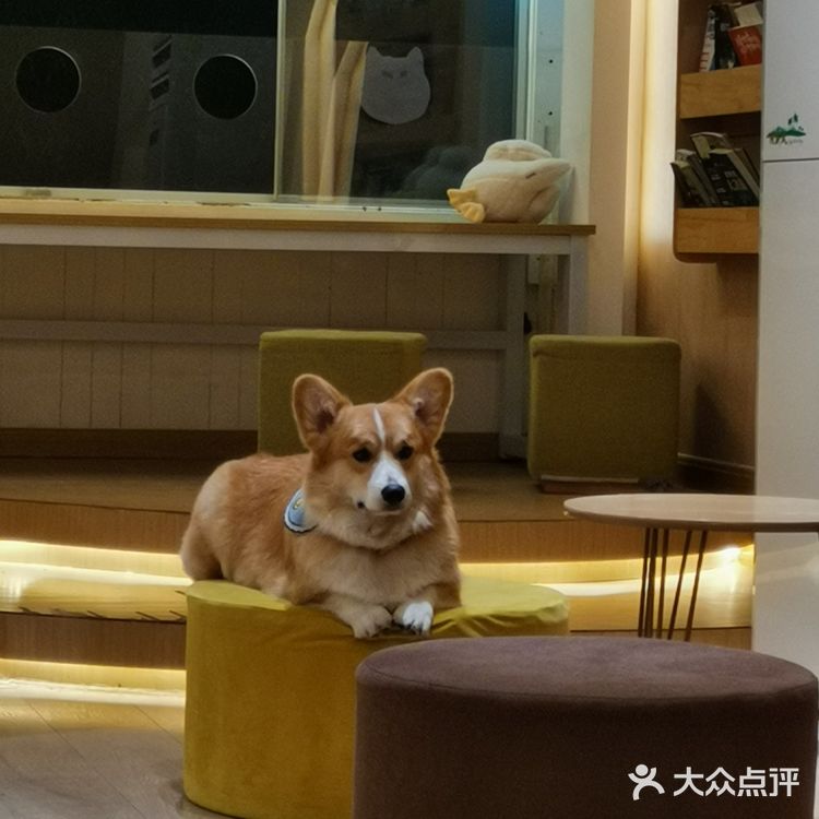 撸狗狗🐶