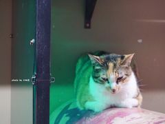 -猫咪博物馆(顶澳仔猫街店)