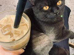 桂米拿铁-士多咖啡·Stop Coffee