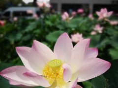 -河北医科大学第四医院(本部)