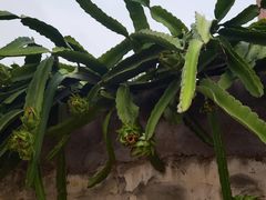 -海南热带雨林国家公园吊罗山景区
