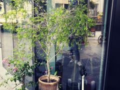 -Home Cafe(水榭春天店)