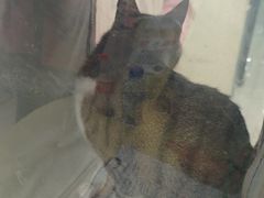 -天宠宠物医院24小时·急重症诊疗中心·全科·腔镜特色(和平分院)