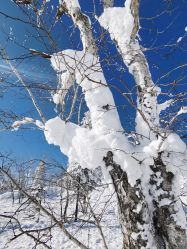 -大秃顶子山