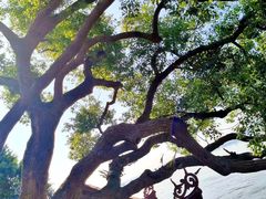 -仓山金山寺