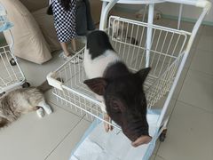 -怪兽屋·羊驼·猫咖·狗咖(俊华广场店)