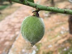 -南国桃园旅游度假区