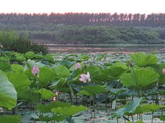 -丁香湖公园
