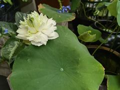 -初甜·舒芙蕾·韩式雪花冰(流塘店)