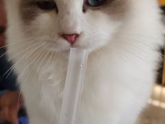 -喵喵咪呀布偶猫咖(春熙路店)