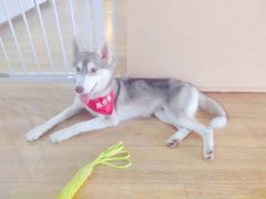 -Husky Go! 哈士奇体验馆·宠物咖啡厅狗咖