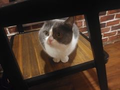 -猫友咖啡店(玉林西路店)