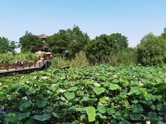 -长兴太湖图影湿地文化园