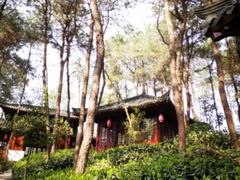 -铁山坪森林公园