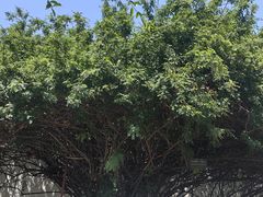 -北京鲁迅博物馆(北京新文化运动纪念馆鲁博馆区)