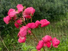 -金谷域澳洲庄园