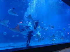 -烟台海昌鲸鲨海洋公园