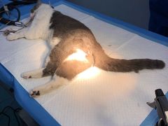-芭比堂动物医院·犬猫全科·异宠专科(雁塔分院)