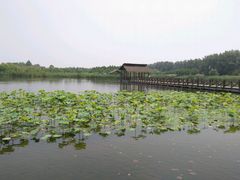 -溱湖国家湿地公园