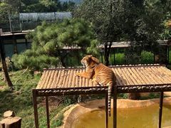 -云南野生动物园