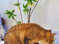 -共舞时光猫咖·狗咖(新街口店)
