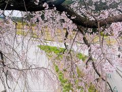 -岚山嵯峨野观光小火车