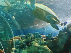 -上海海洋水族馆