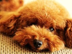 -宠福鑫康馨动物医院·骨科·眼科