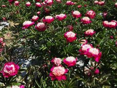 -扬州芍药园(仪征市)