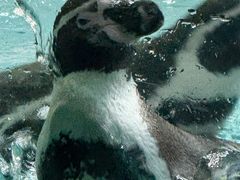 -合肥野生动物园