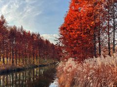 -溱湖国家湿地公园