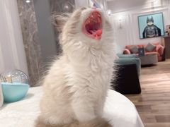 -袖虎·猫馆(体育西路店)
