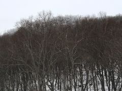 -长春莲花山滑雪场
