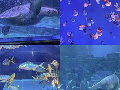 -海合安青岛极地海洋公园