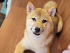 -柯斗斗主题餐厅·狗咖·围炉煮茶·茶饮(国瑞升平里店)