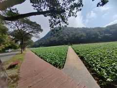 -广州市石门国家森林公园