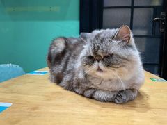 -猫色咖啡·猫咖