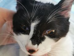 -伟伟宠物医院·CT影像中心·瑞派犬猫综合性门诊(汉口总院)