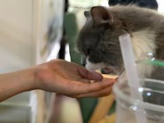 -李小姐の猫咖啡馆(五角场店)