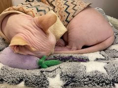 -猫腻·猫咖·撸猫馆(星光大道店)