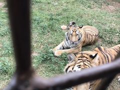 -深圳野生动物园