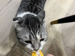 -安格丽娜·狗咖·猫咖羊驼咖(春熙路百盛商场店)