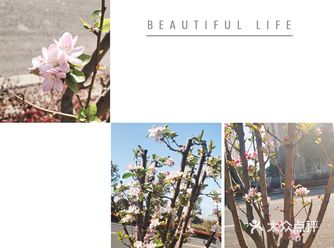 一路都是花，上班的心情很美丽