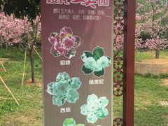 -天适樱花悠乐园